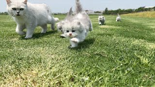 Look, four kittens suddenly appear on the prairie, running and hunting with their mother cat! !