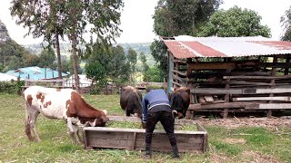 How we feed our cows in the village !!! #rurallife#kenya