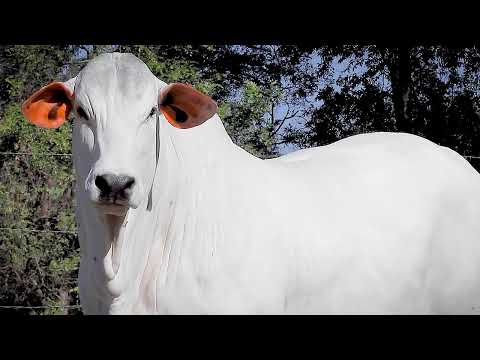 LOTE 30   PRIMOGENITA FIV TPO   NTPO 1 zap