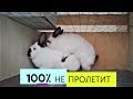 Как понять что КРОЛЬЧИХА покрылась