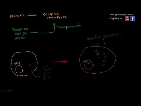 Video: ¿Cuál es el agente de transformación en bacterias?