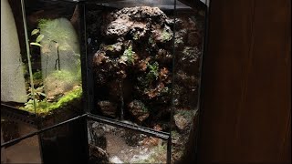 Nature in a glass box! The process of making paludarium. Korean moss artist