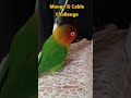 Mango vs Phone Charger ⚡🦜 | Silent ASMR Challenge #funny #parrot #petshorts #sleepypaws #kangaroopaw
