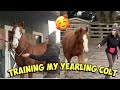 Training My Yearling Colt | barn vlog