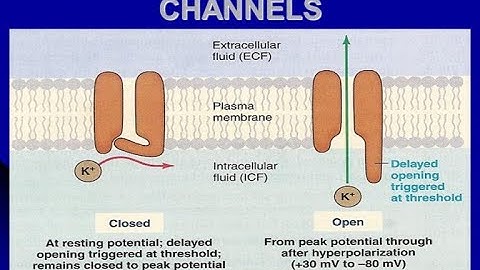 Voltage Gated potassium channels and its action to Repolarize cell to resting membrane potential
