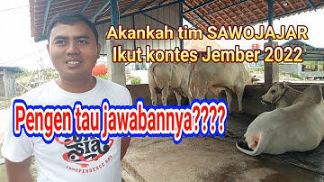 ROAD TO KONTES SAPI JEMBER 2022!!! akankah....