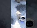 small to giant animal transformation