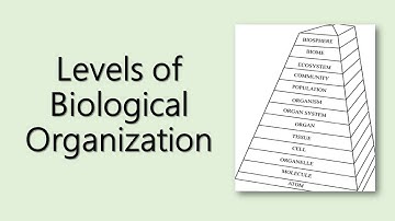 Lesson 2: Levels of Biological Organization
