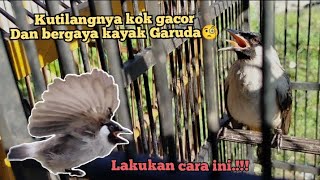 cara perawatan kutilang agar lebih gacor dan garuda