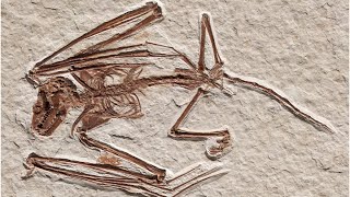 This 52 million year old bat skeleton is the oldest bat species ever discovered