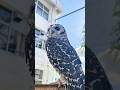 朝のお散歩　#フクロウ #owl #shorts