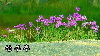 [ 들꽃이야기53번째 | 산부추1 ] 강가의 바위틈에서 자란다. 꽃말은 '신선', '수줍은 당신'이다.