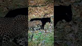 Interesting facts About Black Panther in English #blackpanther #panther #lion #shorts #wildanimals