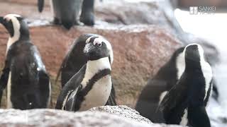 かんさいアニマルズ　京都水族館のペンギンたち