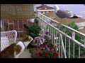 猫とカモメ パニック発生!カモメは何を間違えた?!