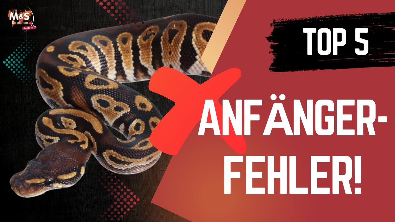 📛 Python regius richtig halten? MACH NICHT diese 5 Fehler!