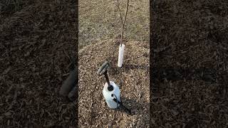 Do This Right NOW to Your Fruit Trees! #garden #gardening #gardeningtips #shorts