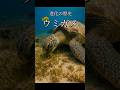 ウミガメの進化　#亀 #ウミガメ #進化 #科学 #歴史