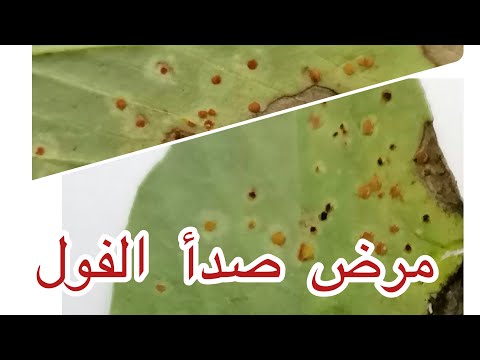 مرض صدأ الفول اعراضه و طرق المكافحة مع الدكتور احمد المومني