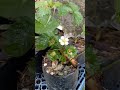 My small pot of strawberrylife in the province of ifugao philippines