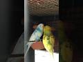 Beutiful budgie birds #song #music #punjabisong #ytshorts