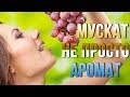 Мускатные сорта винограда. 10 гибридных форм с мускатным ароматом