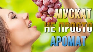 Мускатные сорта винограда. 10 гибридных форм с мускатным ароматом Мускатные сорта винограда. 10 гибридных форм с мускатным ароматом