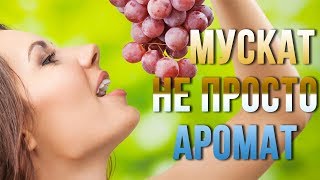 Мускатные сорта винограда. 10 гибридных форм с мускатным ароматом