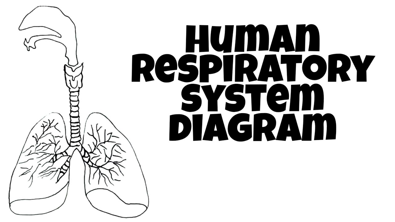 How to draw human respiratory system/respiratory system/draw labelled