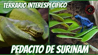 EL TERRARIO MAS HERMOSO O MÁS POLÉMICO? 🤔 TERRARIO INTERESPECIE 🐸🐍