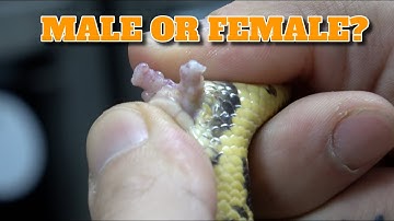 Saturday Snake School | How To Tell If Your Ball Python Is A Male Or Female.