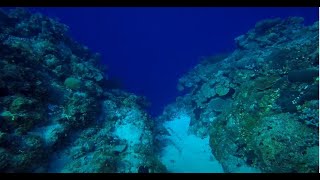 Turks and Caicos: "The Gully" dive site off West Caicos Island - 12/04/22