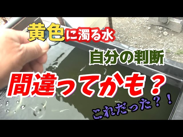 The yellow water from the last video! Driftwood tannins, bacterial