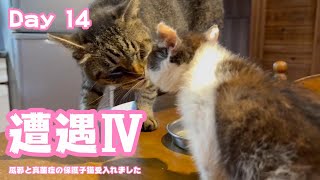 遭遇その4  風邪と真菌症の保護子猫受入れました  Day 14  2024 06 02 2