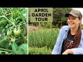 April Garden Tour - The Month Before Harvest | Texas Garden Zone 8