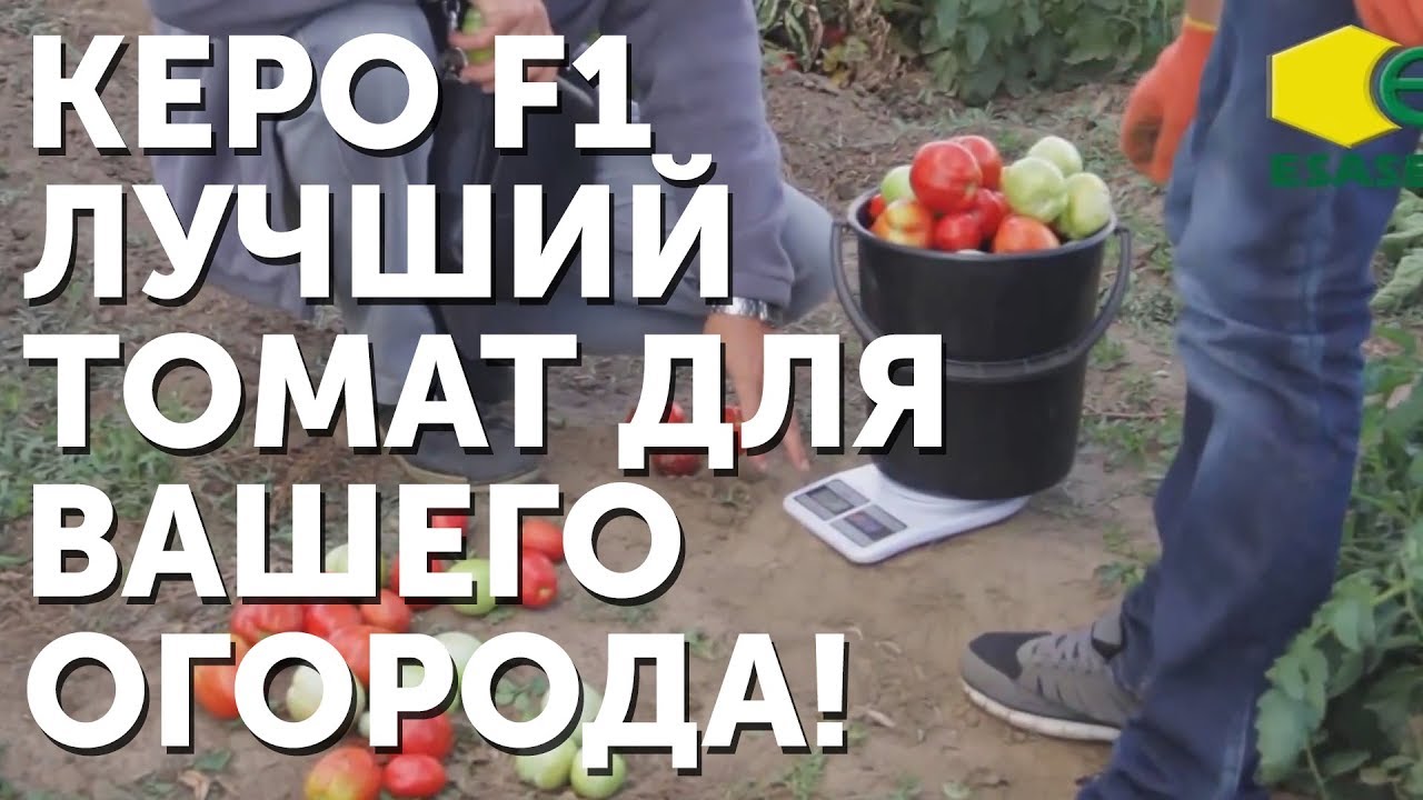 КЕРО F1 - Лучший томат для вашего огорода!
