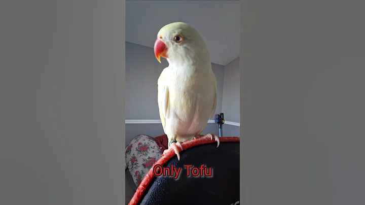 @white_and_fun  12/13/2025 #parrot  #indianringneck #talkingparrot #shorts #Tofuindianringneck