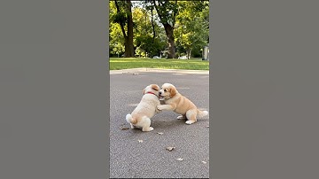 Cute Puppies Playing Video #puppy #cute #cutedog #dog #funny #viral #shorts