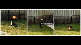 Boston Terrier Acrobat — Frisbee Fetch