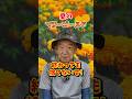 家庭菜園や農園の秋冬野菜栽培で夏のマリーゴールドは捨てずに土作り！【農家直伝】#shorts