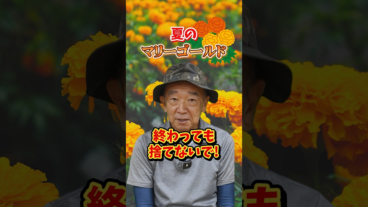 家庭菜園や農園の秋冬野菜栽培で夏のマリーゴールドは捨てずに土作り！【農家直伝】#shorts