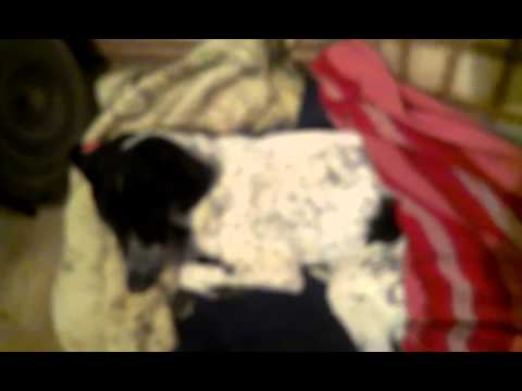 მუნიციპალური თავშესაფრის კიდევ ერთი მსხვერპლი