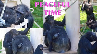 Higashiyama Zoo Chimpanzees - Twin Babies 2019/10/16 ⑦