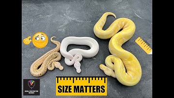 When buying your first ball python, what should you consider?