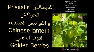 الفايسالس  Physalis  الحرنكش او الفوانيس الصينينة ‏ Chinese lantern التوت الذهبي ‏Golden Berries