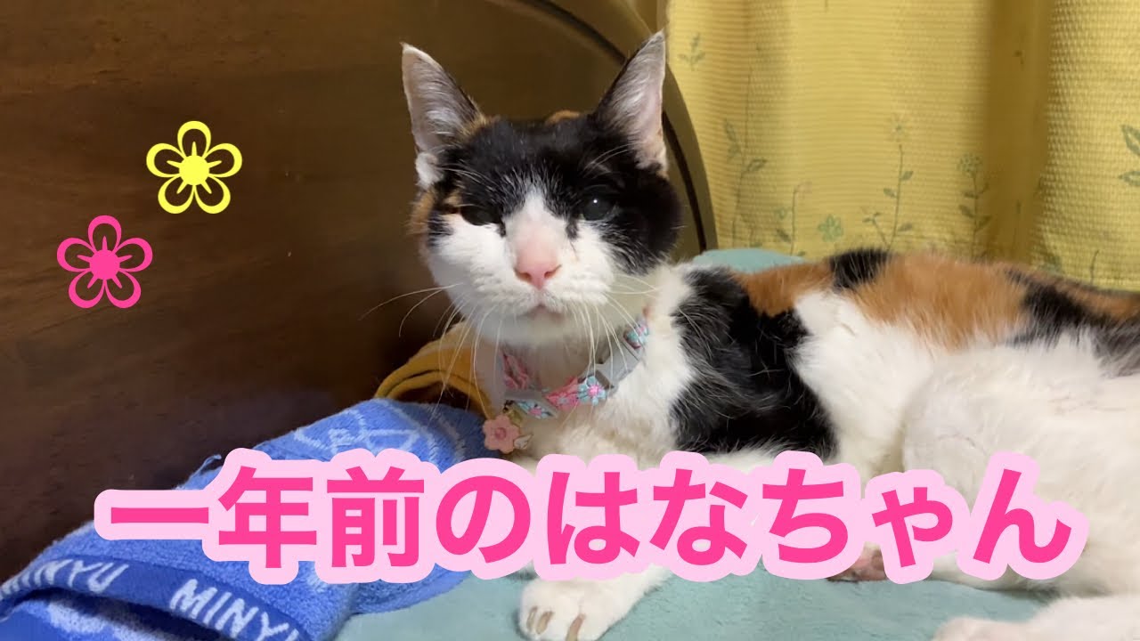 猫はなさん Hana-chan from one year ago 679 - YouTube