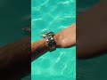 Invicta Pro Diver Swimming Pool - Shorts