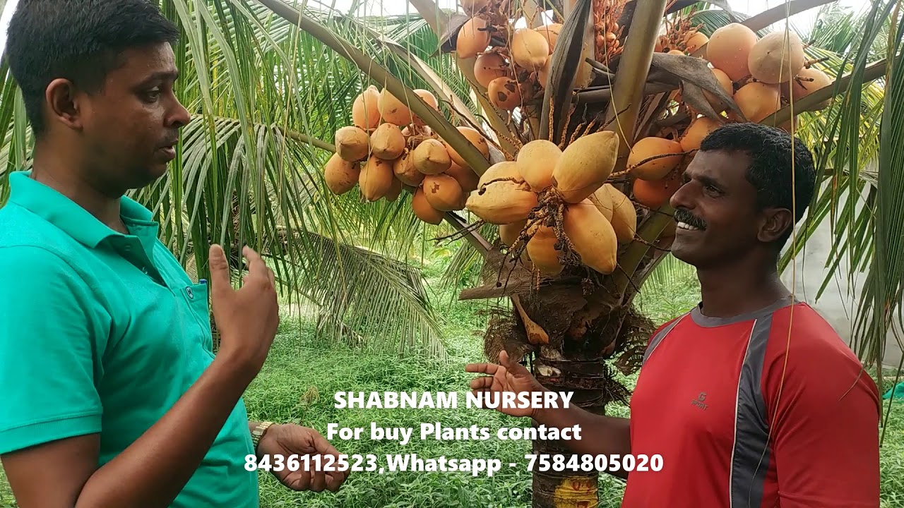 KERALA COCONUT PLANTS ORANGE DWARF YouTube