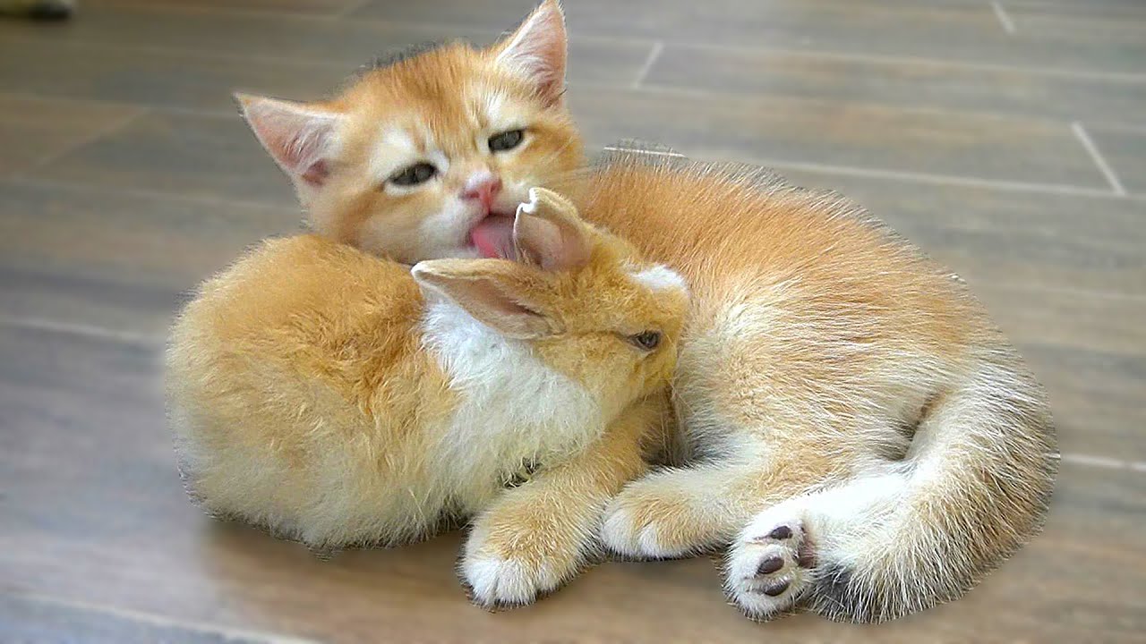 The bunny eagerly runs into in the lap of kitten Tomi, Tomi look likes a little mother of the bunny