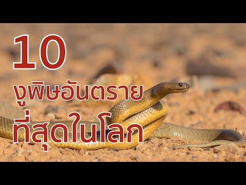 10 งูพิษที่อันตรายที่สุดในโลก